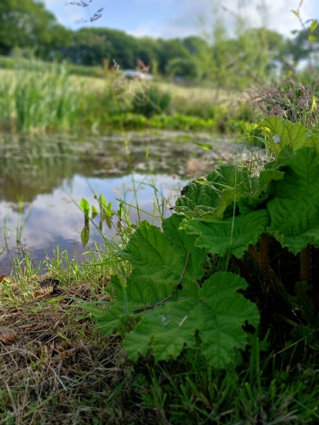 Willow Glade Farm